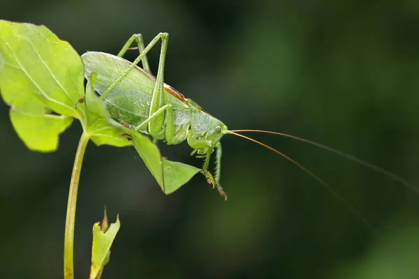 stock image Tettigonia cantans (Tettigonia cantans), male sitting on leaf, Schleswig-Holstein, Germany, Europe