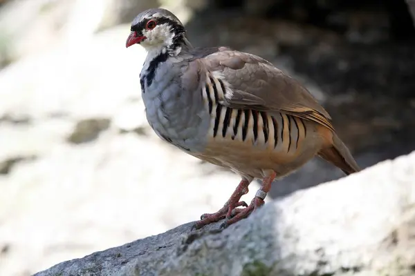 stock image Rock Partridge (Alectoris graeca), Alpine Zoo Innsbruck, Tyrol, Austria, Europe