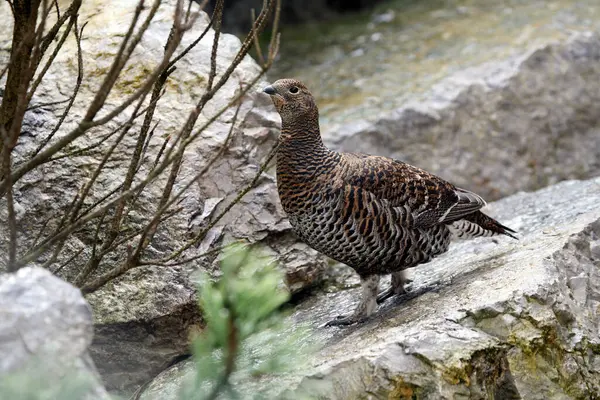 stock image Black Grouse (Tetrao tetrix), hen, Alpine Zoo Innsbruck, Tyrol, Austria, Europe