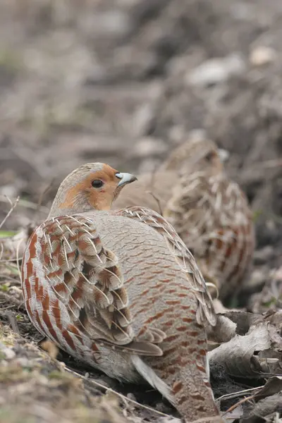 stock image Grey- or English Partridge (Perdix perdix) in furrow