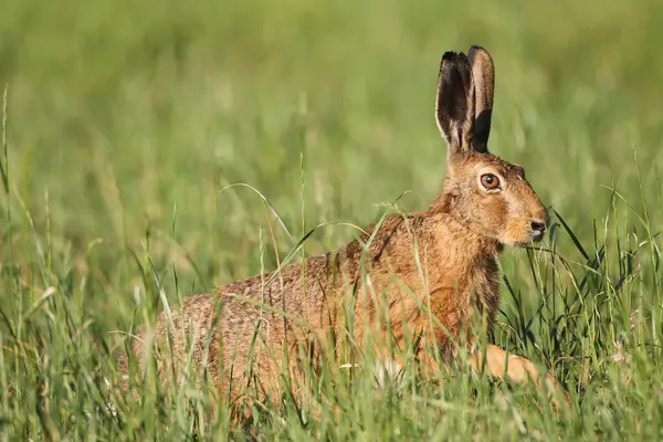 stock image Hare (Lepus europaeus) in a meadow, Allgu, Bavaria, Germany