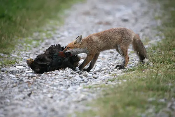 stock image Red Fox (Vulpes vulpes) feeding on a domestic fowl