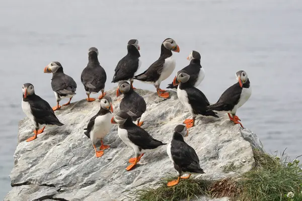 stock image Puffins (Fratercula arctica), bird island Hornya, Varanger, Norway