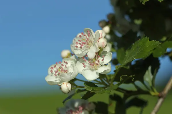 stock image Flowers, single-seeded hawthorn (Crataegus monogyna), Allgu, Bavaria, Germany