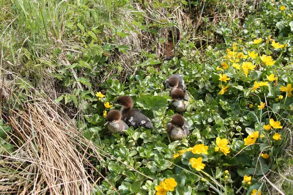 stock image Goosander or Common Merganser chicks (Mergus merganser), one day, between marsh marigold flowers, Allgaeu, Bavaria, Germany, Europe