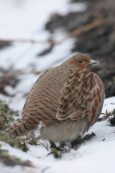 stock image Grey- or English Partridge (Perdix perdix) in snowy field