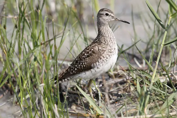 stock image Wood Sandpiper (Tringa glareola), Burgenland, Austria, Europe