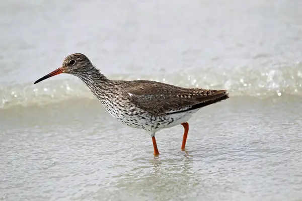 stock image Common Redshank (Tringa totanus), Burgenland, Austria, Europe