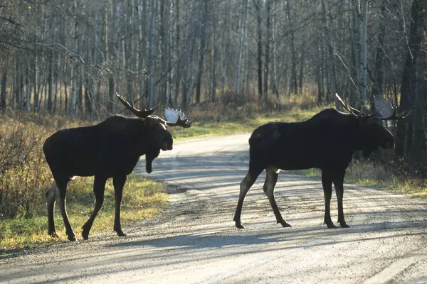 stock image Moose (Alces alces), males during the rutting period, Alberta, Canada, North America