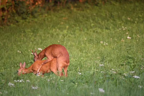 Stock image Roe deer (Capreolus capreolus), a stag and a doe during the rutting season, mating, Allgaeu region, Bavaria, Germany, Europe