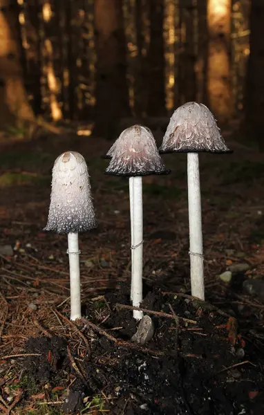 stock image The shaggy ink cap (Coprinus comatus) in a spruce forest, Allgaeu, Bavaria, Germany, Europe