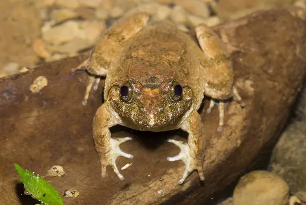 stock image Kuhlis Frog (Rana kuhlii), Taiwan, East Asia, Asia