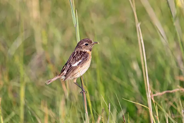 stock image African stonechat (Saxicola rubicola), female in field scenery, Burgenland, Austria, Europe