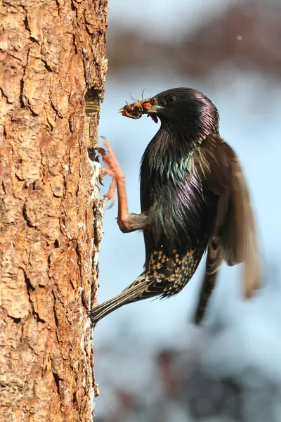 stock image Starling (Sturnus vulgaris) with beak full of food at the nesting hole, Allgaeu region, Bavaria, Germany, Europe