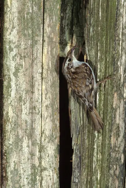 stock image Common Treecreeper (Certhia familiaris) with crane fly prey