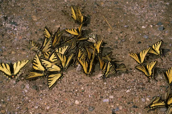 stock image Old World - or Yellow Swallowtail butterflies (Papilio machaon) licking minerals from a gravel path in Wood Buffalo National Park, Alberta, Canada, North America