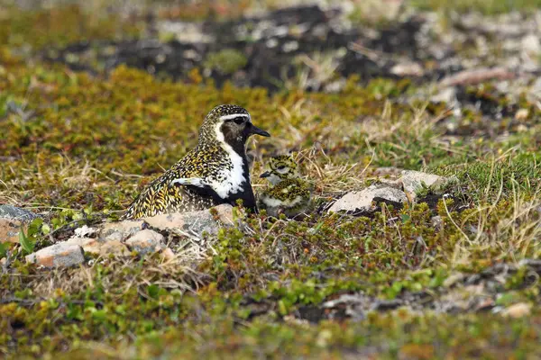 stock image European golden plover (Pluvialis apricaria) camouflaged with a few days old chick, Tundra, Norway, Europe