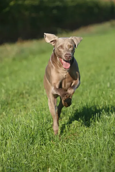 stock image Weimaraner, short hair, hound