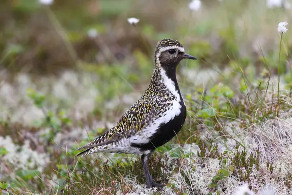 stock image Golden plover (Pluvialis apricaria) in tundra, tussock cottongrass (Eriphorum vaginatum), Lofoten, Norway, Europe