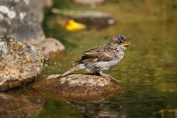 stock image House sparrow (Passer domestics) fledgling after bath in garden pond, Germany, Europe