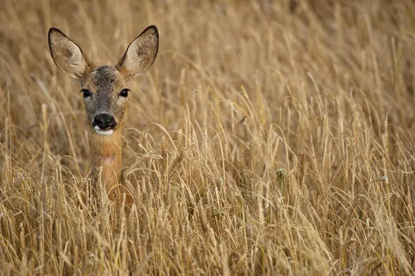 Stock image Roe deer (Capreolus capreolus) in a barley field, Allgaeu, Bavaria, Germany, Europe