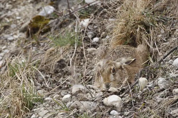 stock image European Hare or Brown Hare (Lepus europaeus) hiding in a shallow depression, Bavaria, Germany, Europe