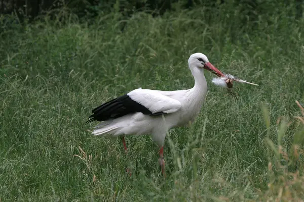 stock image White Stork (Ciconia ciconia) collecting nesting material