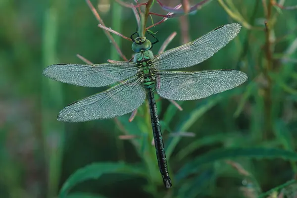 stock image Emperor Dragonfly (Anax imperator)