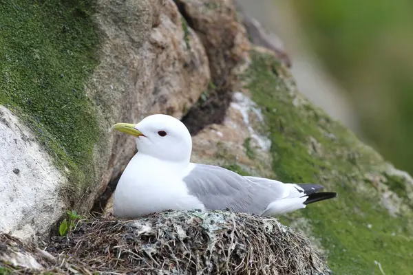 stock image Black-legged kittiwake (Rissa tridactyla) in nest, Lofoten, Norway, Europe