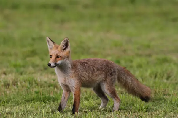 stock image Young red fox (Vulpes vulpes) standing on a mowed lawn, Allgaeu, Bavaria, Germany, Europe