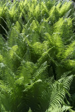 Worm fern (Dryopteris filix-mas), Ukraine, Europe clipart