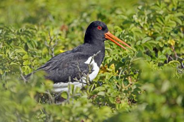 Eurasian oystercatcher (Haematopus ostralegus) in the bush, North Sea island Helgoland, Germany, Europe clipart