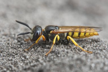 European beewolf (Philanthus triangulum), Emsland, Lower Saxony, Germany, Europe clipart