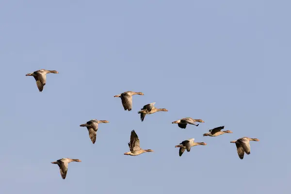 stock image Greylag geese (Anser anser), birds in flight, Texel, West Frisian Islands, province of North Holland, Holland, Netherlands