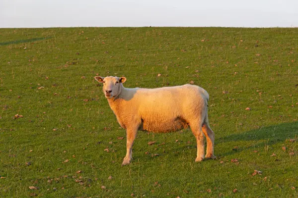 Stock image Sheep (Ovis aries) at the dike, Westerhever, Schleswig-Holstein, Germany, Europe