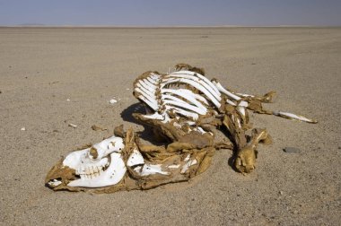 Dead camel in the desert clipart