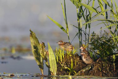 Black tern (Chlidonias niger), three chicks in their nest, Nature Park Peental, Mecklenburg-Western Pomerania, Germany, Europe clipart