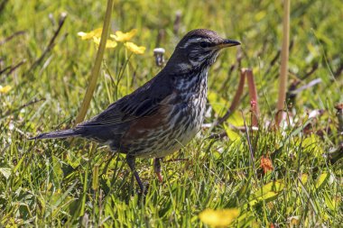 Redwing (Turdus iliacus), standing in the grass, near Anarstapi, peninsula Snaefellsnes, Iceland, Europe clipart