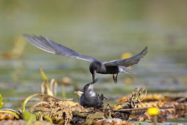 Black tern (Chlidonias niger), courtship feeding, male presents female a fish in her nest, Nature Park Peental, Mecklenburg-Western Pomerania, Germany, Europe clipart