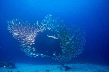 Grey Reef Shark (Carcharhinus amblyrhynchos) hunting a shoal of Oxeye Scads (Selar boops), Palau, Micronesia, Oceania clipart