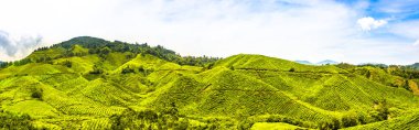 Tea plantations, Cameron Highlands, Tanah Tinggi Cameron, Malaysia, Asia clipart