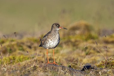 Common redshank (Tringa totanus), standing on a stone, peninsula Snaefellsnes, Iceland, Europe clipart