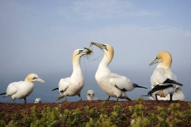 Two Northern gannet (Sula bassana) with nesting material at breeding colony, Helgoland, Schleswig-Holstein, Germany, Europe clipart