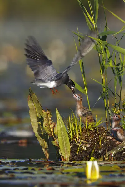 stock image Black tern (Chlidonias niger), old bird feeds chicks, Nature Park Peental, Mecklenburg-Western Pomerania, Germany, Europe