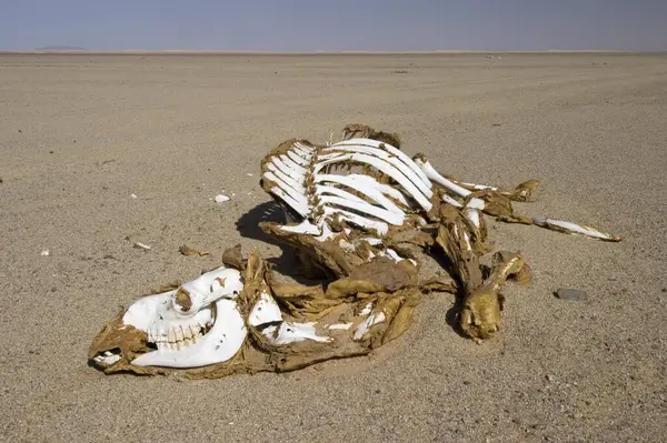 stock image Dead camel in the desert