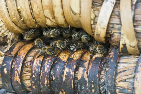 stock image Honey bees (Apis mellifera) at the entrance hole of a beehive, Emsland, Lower Saxony, Germany, Europe