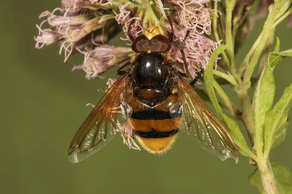 stock image Hornet Mimic Hoverfly (Volucella zonaria) male on boneset (Eupatorium), Baden-Wrttemberg, Germany