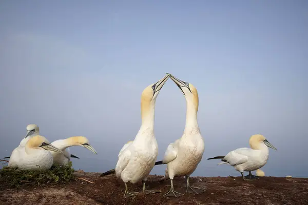 stock image Northern gannet (Sula bassana) breeding colony, Helgoland, Schleswig-Holstein, Germany, Europe