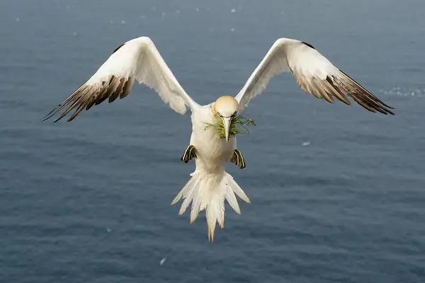 stock image Northern gannet (Sula bassana), flying with nesting material, Helgoland, Schleswig-Holstein, Germany, Europe