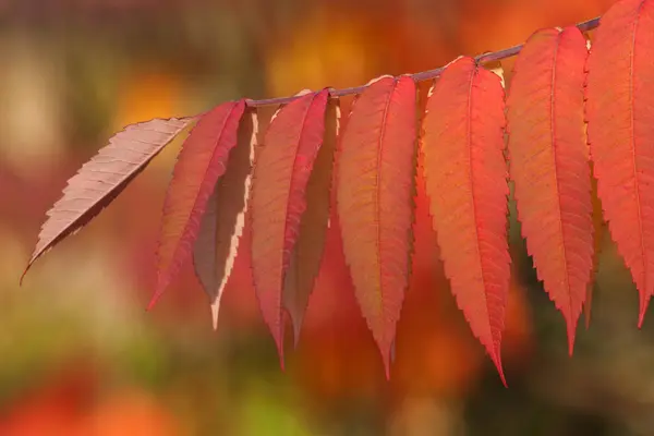 stock image Staghorn Sumac (Rhus typhina), autumnal foliage, Germany, Europe